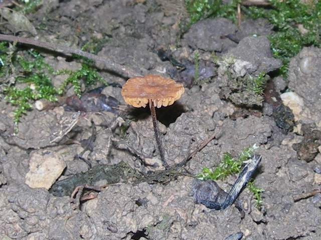 Conocybe horakii      Watling & G.M. Taylor